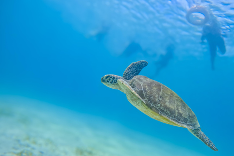 Diani Dhow Adventure to Wasini Island - Kisite Marine Park Dhow Adventure to Wasini Island incl. Kisite Marine Park fee