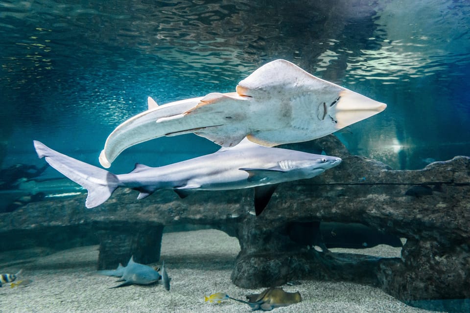A shark and a ray swim one above the other in a large aquarium tank
