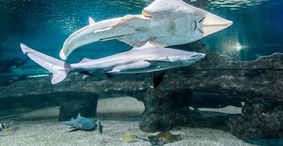 A shark and a ray swim one above the other in a large aquarium tank