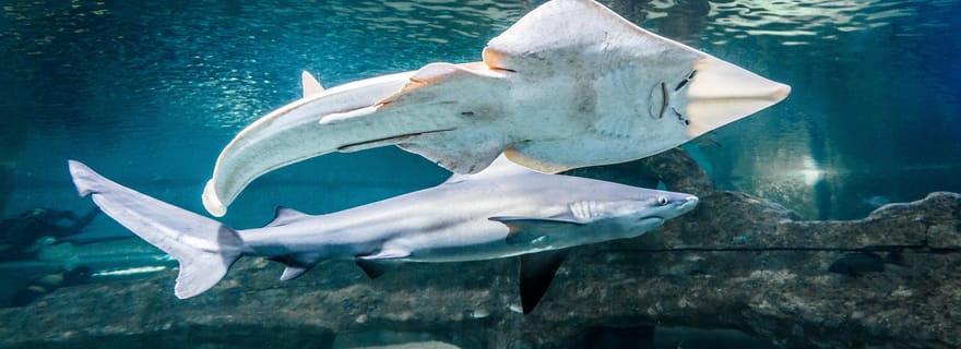 Almería : Aquarium Costa de Almería : billet d'entrée