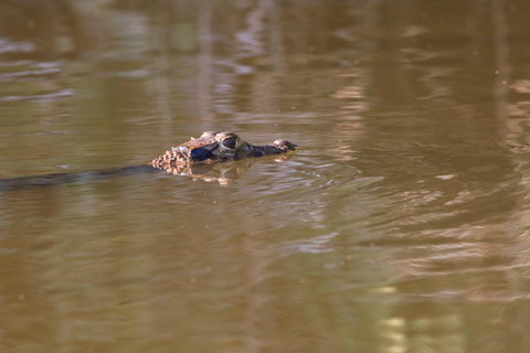 Puerto Maldonado: 3-Day Tambopata National Reserve Tour