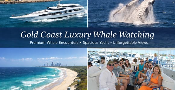 Gold Coast Whale Escape - Luxury Whale Watching Cruise