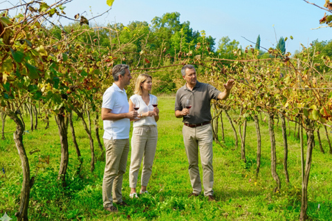Vineyard Walk & Wine Tasting in the Berici Hills of Vicenza