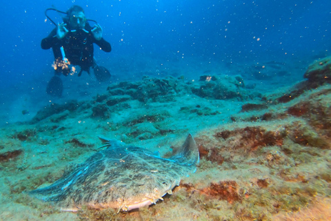 Upptäck dykning i Puerto de Carmen 2 dyk. Gratis bilder