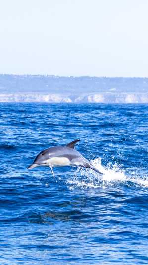 Lisboa: Tour en barco para avistar delfines