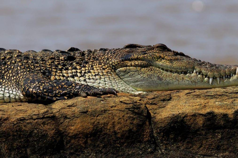 Mirissa: Nilwala River Vogelbeobachtung und Krokodil Tour