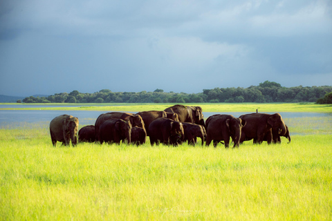 Sigiriya Rock Hike, Village Cookery Experience & Wild Safari