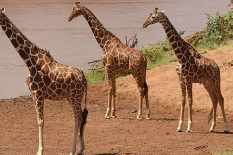 3 Days, 2 nights safari to Samburu National Reserve 3 Days private safari in a 4x4 Landcruiser jeep