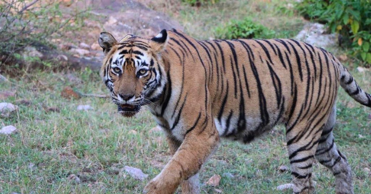 Delhi: Sariska Tiger Reserve Tour with 5-Star Lunch | GetYourGuide