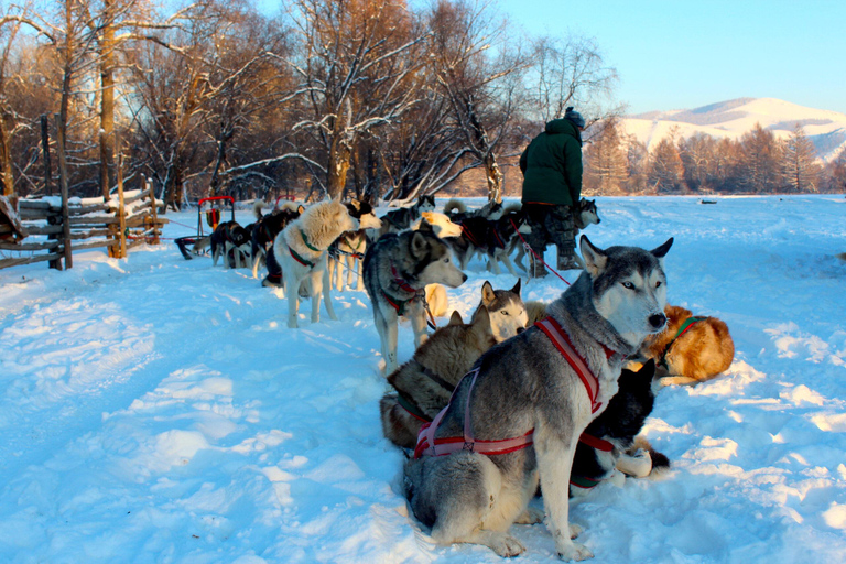 Super Combo Winter: Dogsledding and many more in Terelj Park