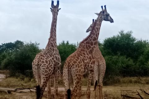 Eswatini: Rhino Walk in Hlane Royal National Park