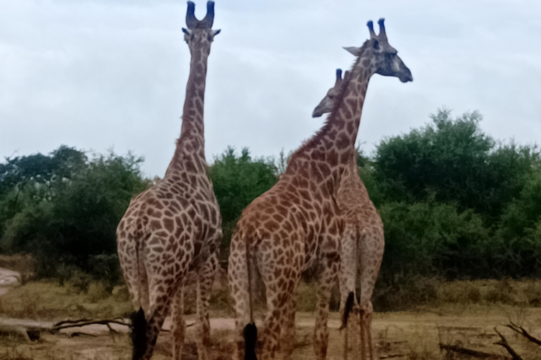 Eswatini: Rhino Walk in Hlane Royal National Park