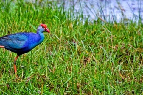 Muthurajawela Wetland: Vogelexpeditie per boot