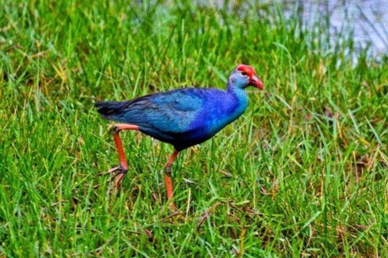 Gevleugeldwonder vanMuthurajawela Wetland:VogelexpeditieNegombo