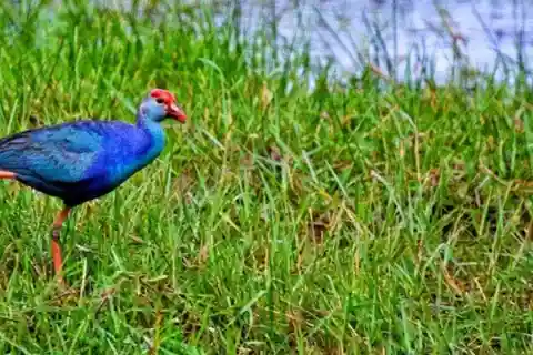 Zone humide de Muthurajawela : Expédition d'observation des oiseaux en bateau