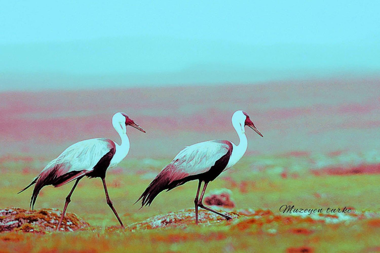 Addis Ababa: 6-Day Bale Mountains Guided Tour with Meals