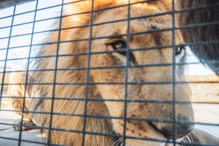 From Santiago: Rancagua Safari Park Zoo