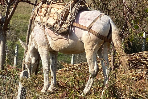 From Tirana/Durres: THINK GLOBAL, ACT AS A LOCAL