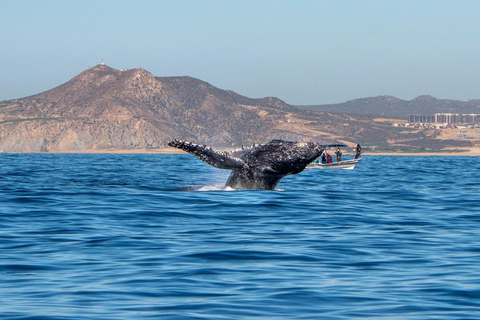 Los Cabos: Avistamiento de ballenas en barco con fondo de cristal