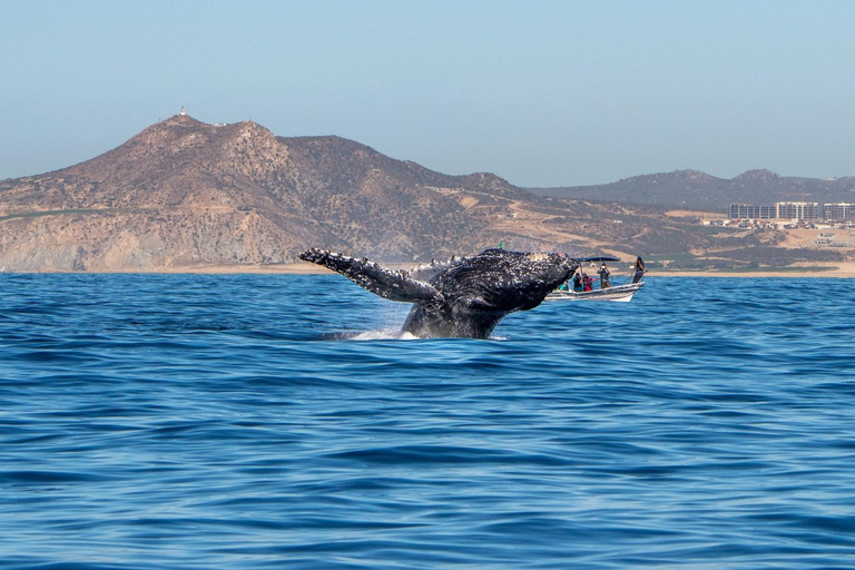 Los Cabos: Avistamiento de ballenas en barco con fondo de cristal