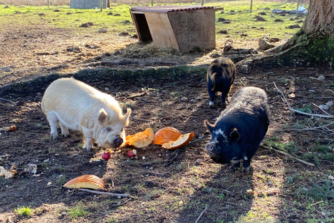 Graham: Faithful Hands' Farm Tour