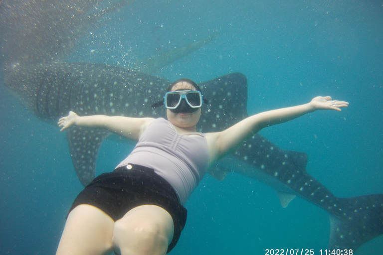 Cebu: Oslob Whale Sharks, Kawasan Fall & Moalboal Sardines Join/Shared Tour Option