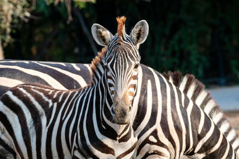 من دار السلام: رحلة سفاري في أودزونغوا وميكومي لمدة 3 أيام