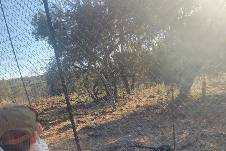 From Johannesburg: Lion & Safari Park Guided Game Drive