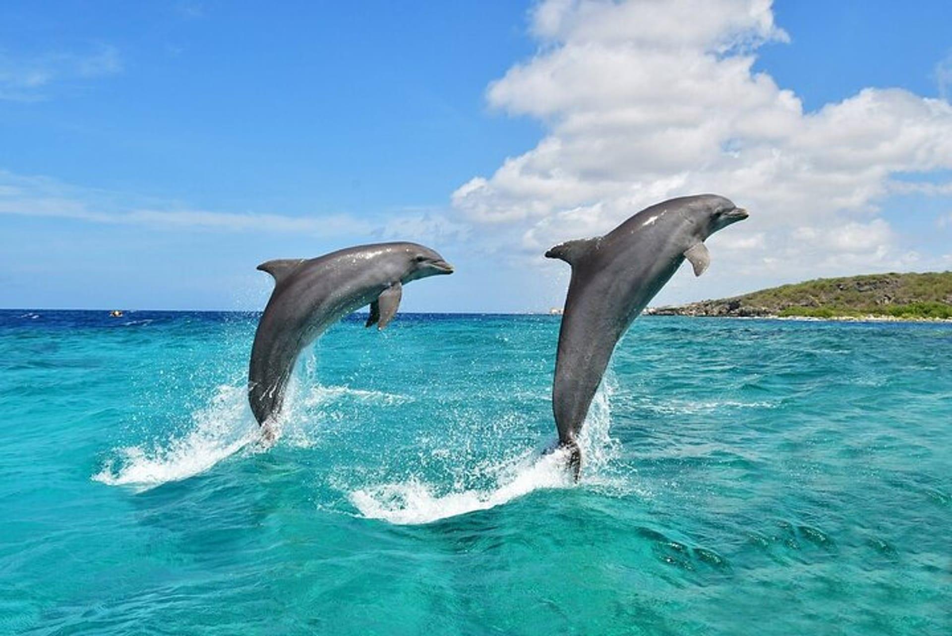 Mombasa & Diani: Delfintour mit Schnorcheln auf der Insel Wasini.