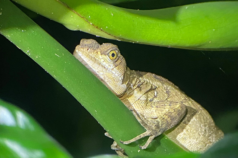 Manuel Antonio: Night tour with a naturalist guide.