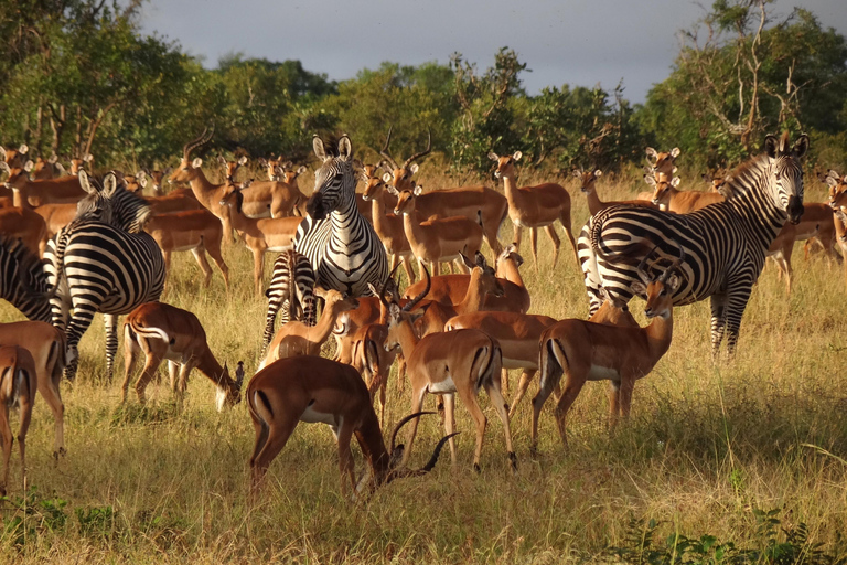 Halvdag Tala Game Reserve &amp; Phezulu Safari från Durban