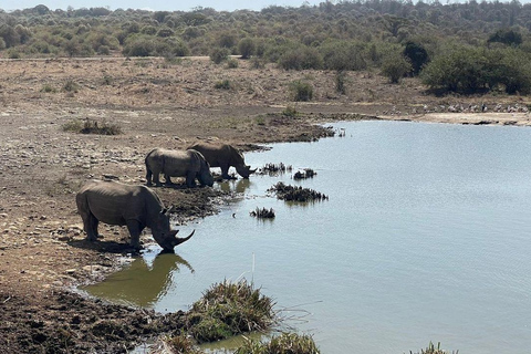 Nairobi National Park: Early Morning or afternoon adventure Early morning game drive in a Landcruiser JEEP