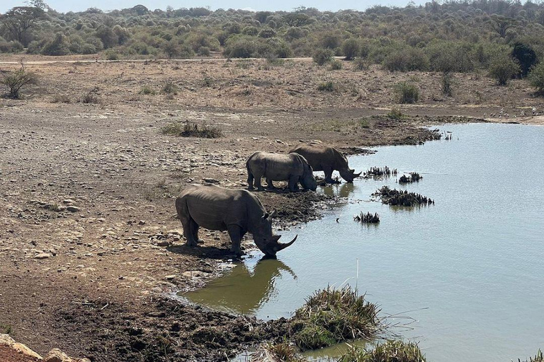 Nairobi National Park: Early Morning or afternoon adventure Early morning game drive in a Landcruiser JEEP