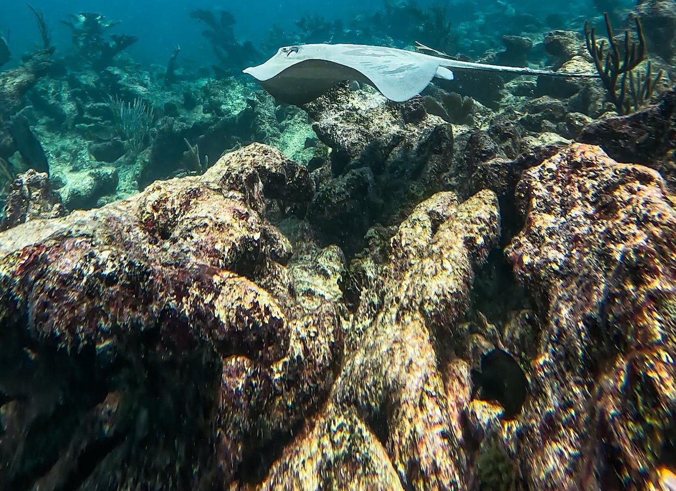 Tulum: 2-timers snorkling på to steder af Tulums rev