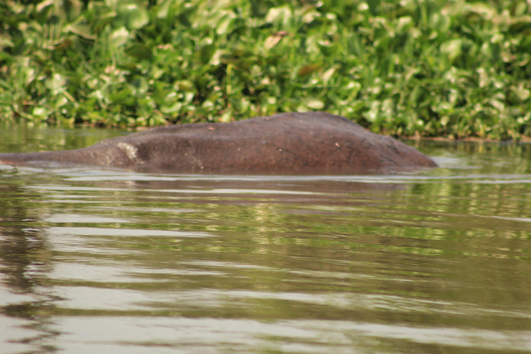 Uganda: 9-dniowy obwód góry Rwenzori i Park Narodowy Królowej Elżbiety