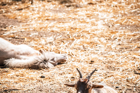 Santa Cesarea Terme: visita della fattoria con degustazione prodotti locali