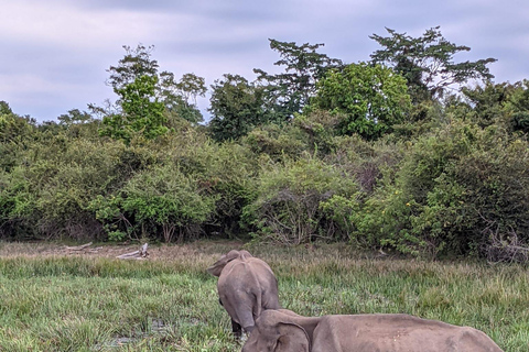 Desde Ella : Excursión al Parque Nacional de Yala 4*4 con Safari en Leopardo