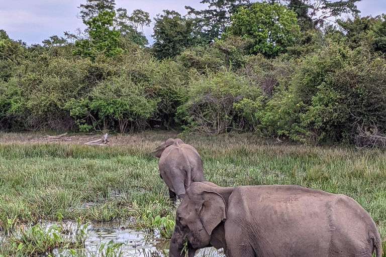 Desde Ella : Udawalawa Safari &amp; Drop Hikkaduwa/Galle/Mirissa