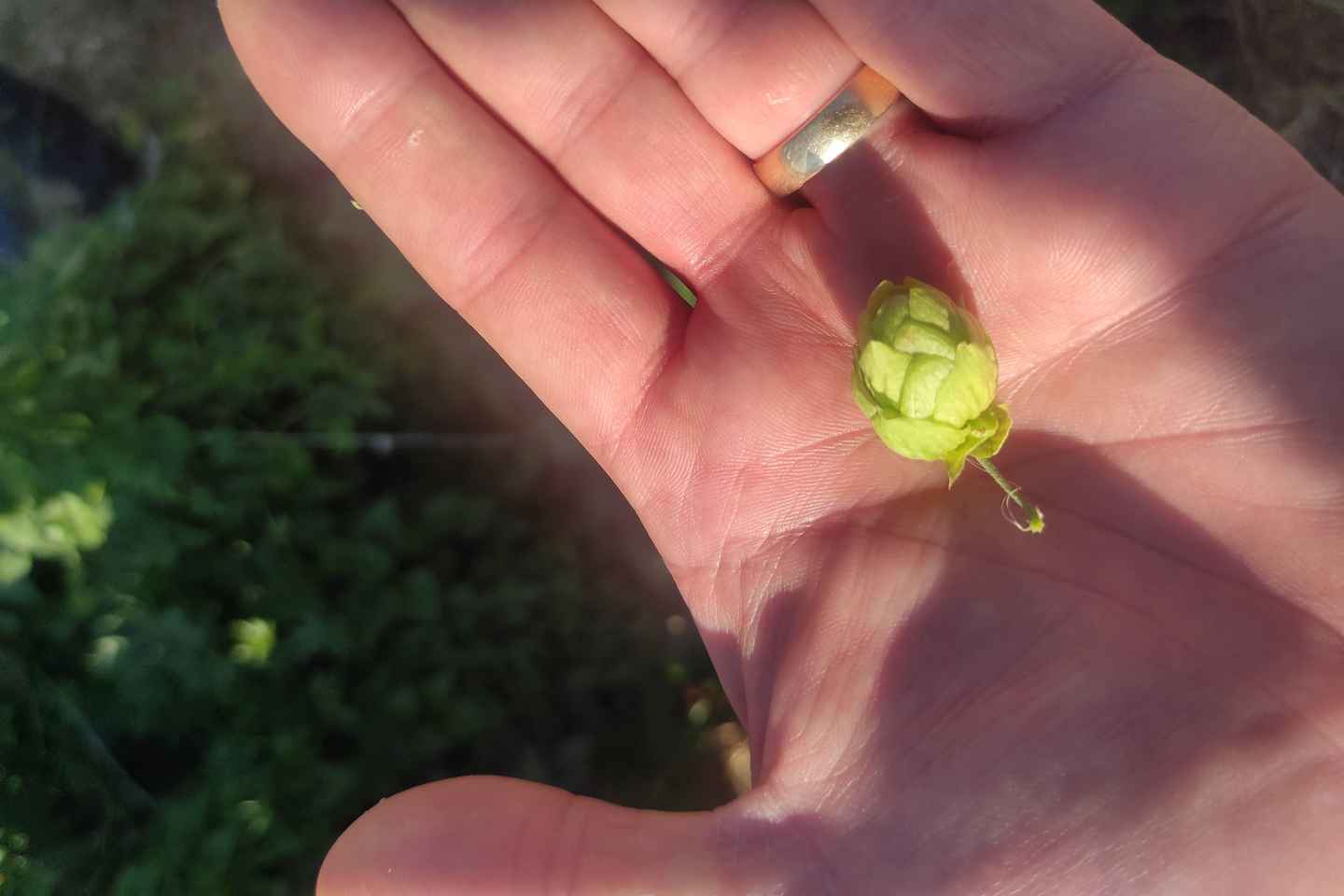 Дегустация крафтового пива в центре Ларнаки