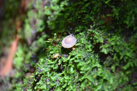 البرية: جولة مشي لمسافات طويلة ومشاهدة النجوم في خاو ياي لمدة يومينجولة المجموعات الصغيرة