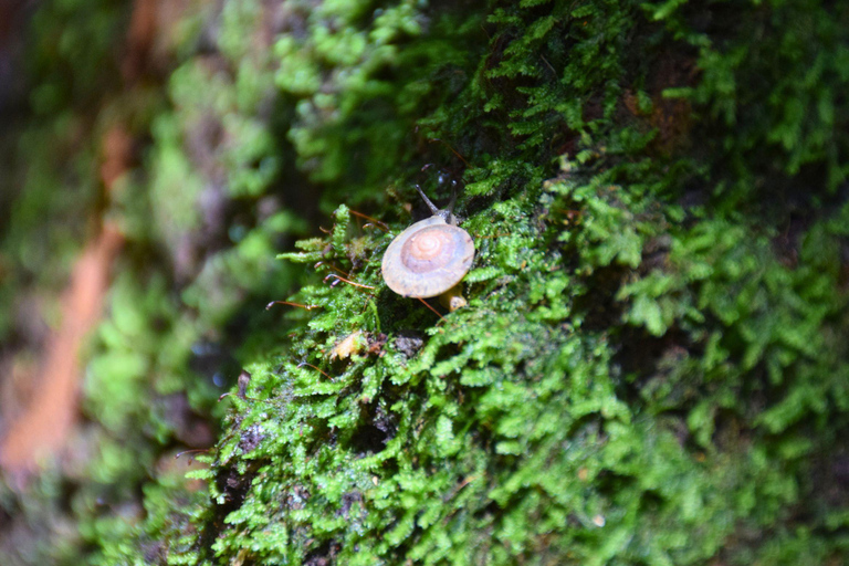 البرية: جولة مشي لمسافات طويلة ومشاهدة النجوم في خاو ياي لمدة يومينجولة المجموعات الصغيرة