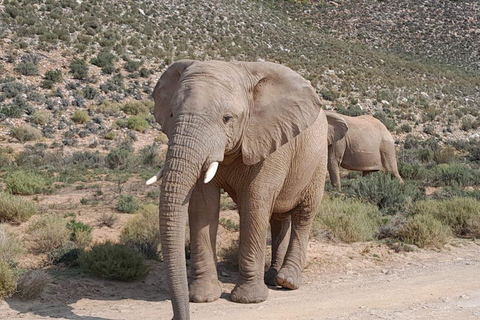 Kaapstad: Aquila big five safari met vervoer &amp; lunch