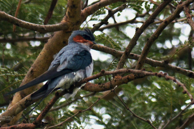 Talangama Wetlands Birdwatching & Local Village Experience