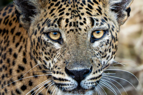 Sri Lanka: 8-Day Big Five Safari & Blue Whale Watching Tour