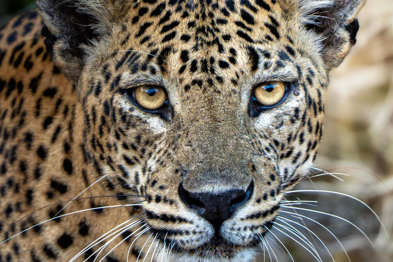 Sri Lanka: 8-Day Big Five Safari & Blue Whale Watching Tour