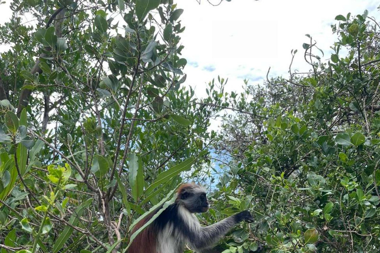 Zanzibar: Fängelseön, Jozani-skogen och Mtende-strandenPrivat tur med upphämtning och avlämning vid hotell ingår