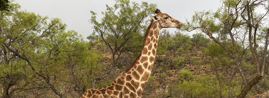 Mpumalanga : safari de 4 jours dans le parc Kruger et itinéraire panoramique