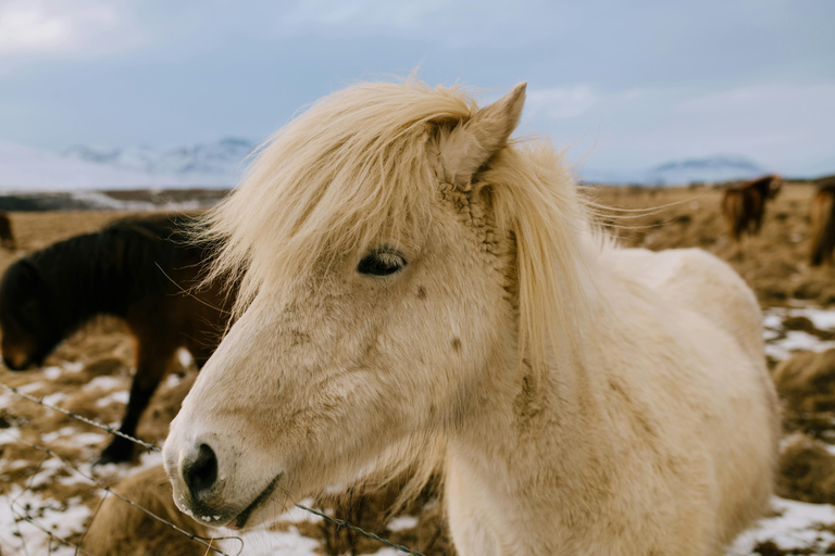 Iceland: Reynisfjara Black‑Sand Beach Horseback Adventure