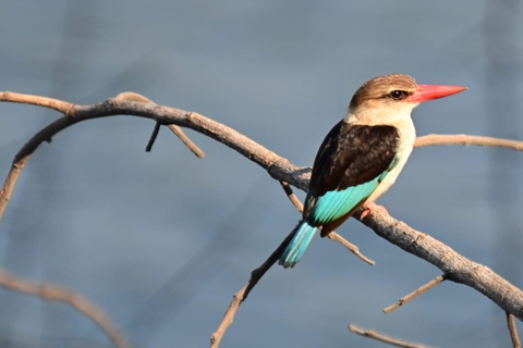 Afternoon Safari from Durban
