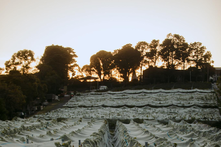 Hobart : Moorilla&#039;s Wine + Art à Mona by Boat